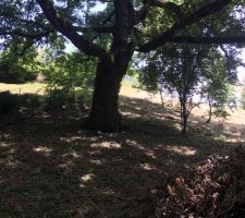 Ch&ecirc;ne centenaire