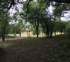 A la place des arbres que vous voyez devant, l'emplacement de la future maison