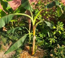 Le dernier bananier musa de planté (avant les prochains mais cela sera sûrement l?année prochaine)