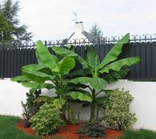 Plantation de bananier et divers arbustes