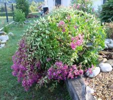 Gros orage : écroulement d'un lagerstroemia !