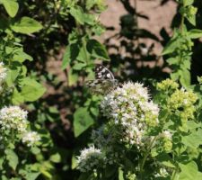 De la visite pour les fleurs de marjolaine