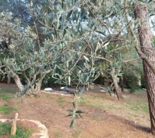 Transplantation d'olivier réussie