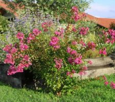 Lagerstroemia indica