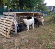 Abri pour les chiens