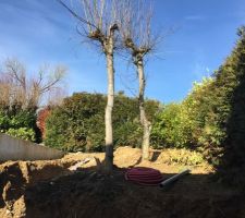 Abattage d arbres et terrassement , enlévement de 80tonnes de terre