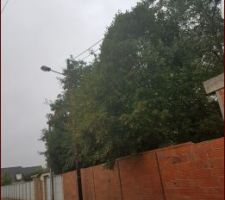 Terrain bien touffu, il a fallu couper 8 arbres et casser le mur