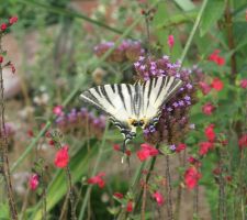 Machaon butinant une fleur de verveine de Buenos-aires