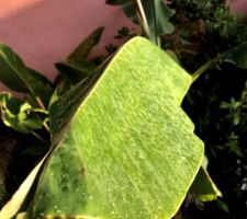 Feuille du bananier sous la pluie de larosage auto