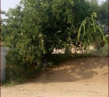 L'arbre mystère