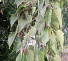 L'arbre mystère