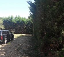 Vue du terrain apr&egrave;s avoir coup&eacute; les arbres et commenc&eacute; les haies