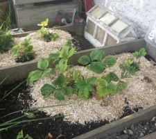 Fraisiers avec paillage en résidus de chanvre.