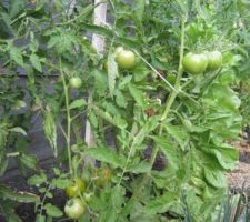 Tomates "Green Zebra".