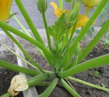 Pied de courgettes en fleurs.