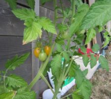 Tomates cerise "Poire jaune".