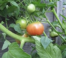 Tomates "Rose de Berne".