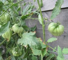 Tomates "Coeur de boeuf striée".