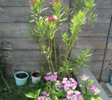 Laurier rose et hortensia en fleurs :-)