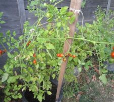 Tomates cerise rouge.