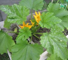 Pied de courgettes en fleurs.