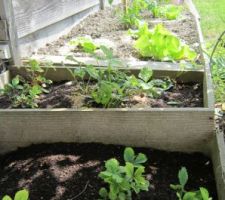 Fraisiers, salades et pieds de tomates au second plan.