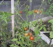 Tomates "Perles noires".