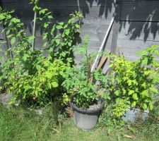 Framboisiers et tomates cerises rouges.