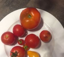 Petite récolte de tomates :-)