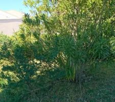 Le terrain avant le terrassement