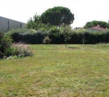 Mon jardin avec ses fleurs sauvages