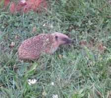 Petit habitant du jardin