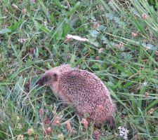 Petit habitant du jardin