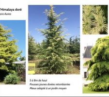 Recherche type d?arbre de gros sujet à planter