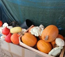 Récolte de courges