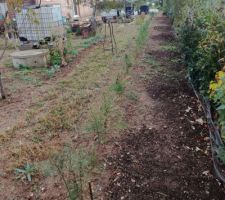 Plantation au printemps de 55 griffes d'asperges il faut attendre deux ans pour la première récolte...