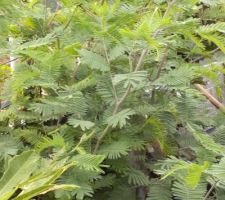 Mimosa à protéger pour l'hiver et avoir des jolie fleur fin février début mars