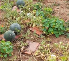 Pastèques et melons qui courent dans le jardin pour de bonne confiture maison