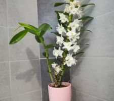 Dendrobium (Orchidée) qui s'épanouit