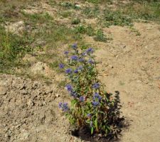 Caryopteris Dark Knight