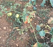 Un plan de tomate qui pousse seule...?