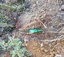 Bouteille de bière jetée sur le terrain (une des six ramassées)