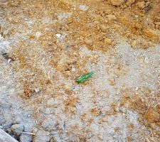 Bouteille de bière jetée sur le terrain (une autre des six ramassées)