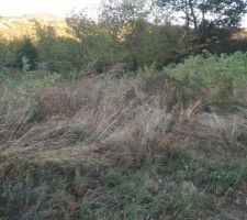 Le terrain avant le d&eacute;broussaillage.