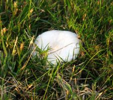 Champignon blanc dans notre "gazon"