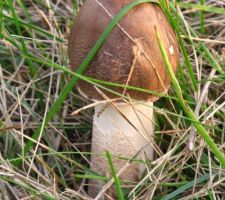 Petit champignon dans notre "gazon"