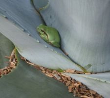 Petite grenouille verte venue s'installer dans le jardin  près de l'agave du mexique !