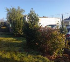 Arbres et arbustes à supprimer car la maison sera en limite de terrain