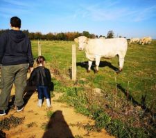 Nos voisines les vaches