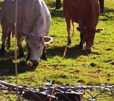 Nos voisines les vaches